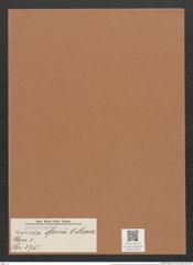Navicula moreii O'Meara (de-Toni-Nr.: Genus 1, Species 375) Zeichnungen Sammlung Grunow Mappe 00341 (Herbarium_W_Grunow_drawings_Folder_00341)